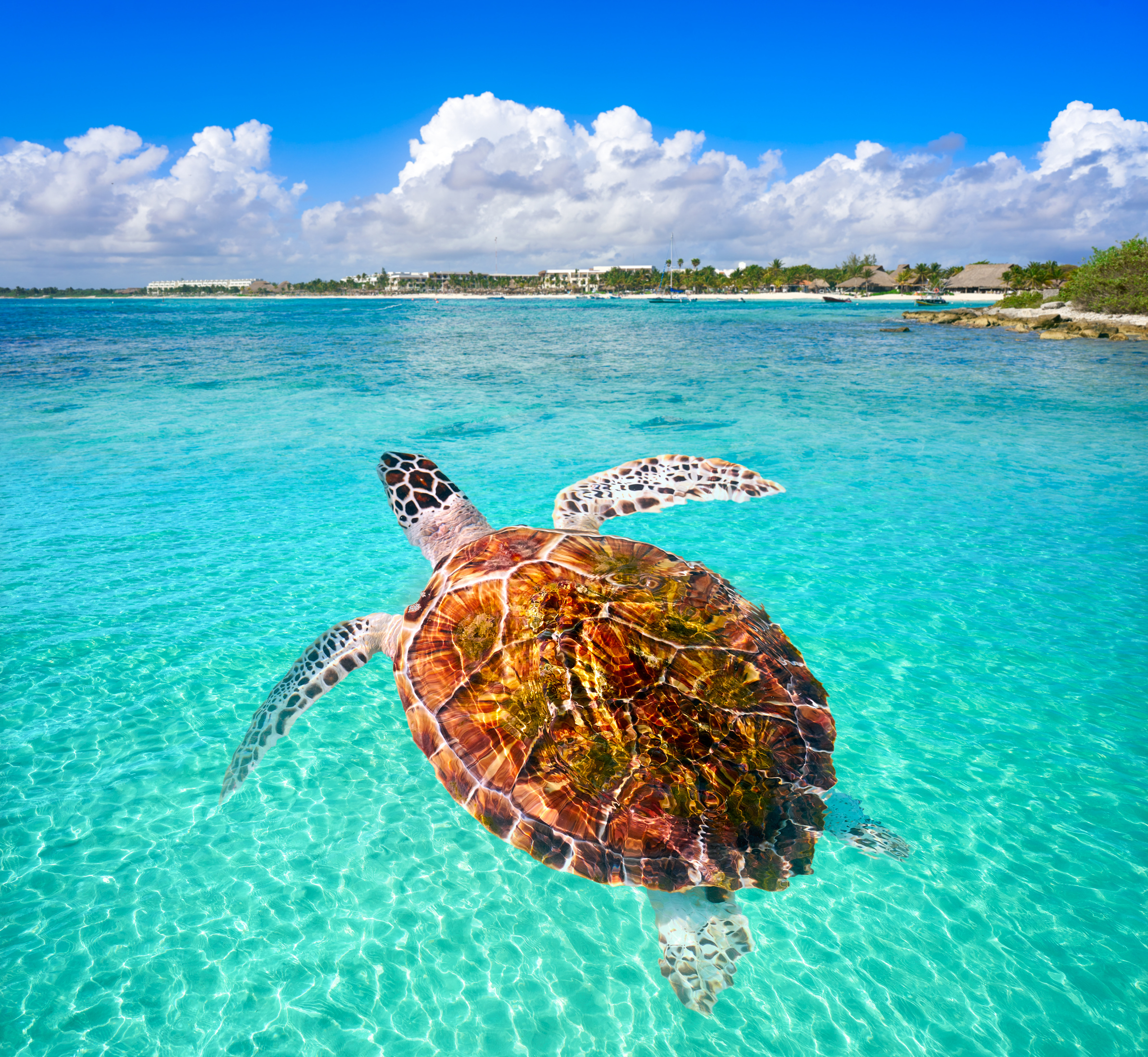 Akumal Beach Turtle Photomount Riviera Maya